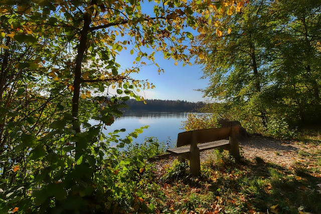 的明星球员 的明星球员